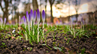 Vorzeichen des Frühlings